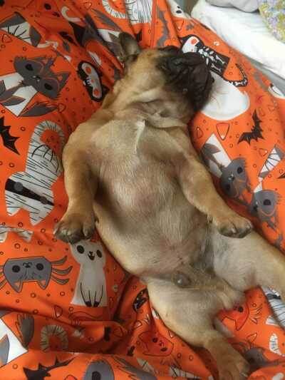 Сиротка французская