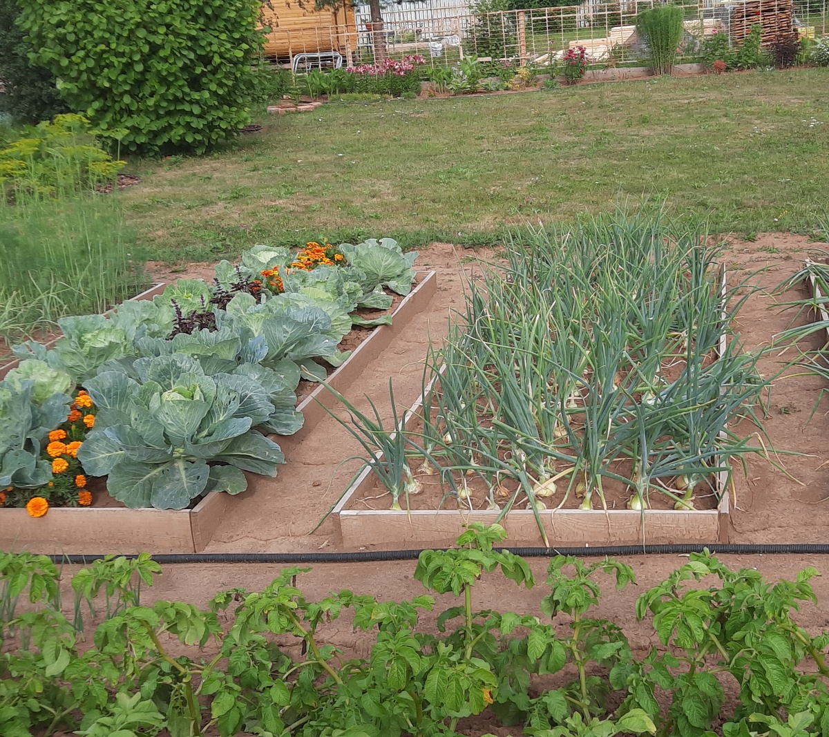 Лето 2024 год