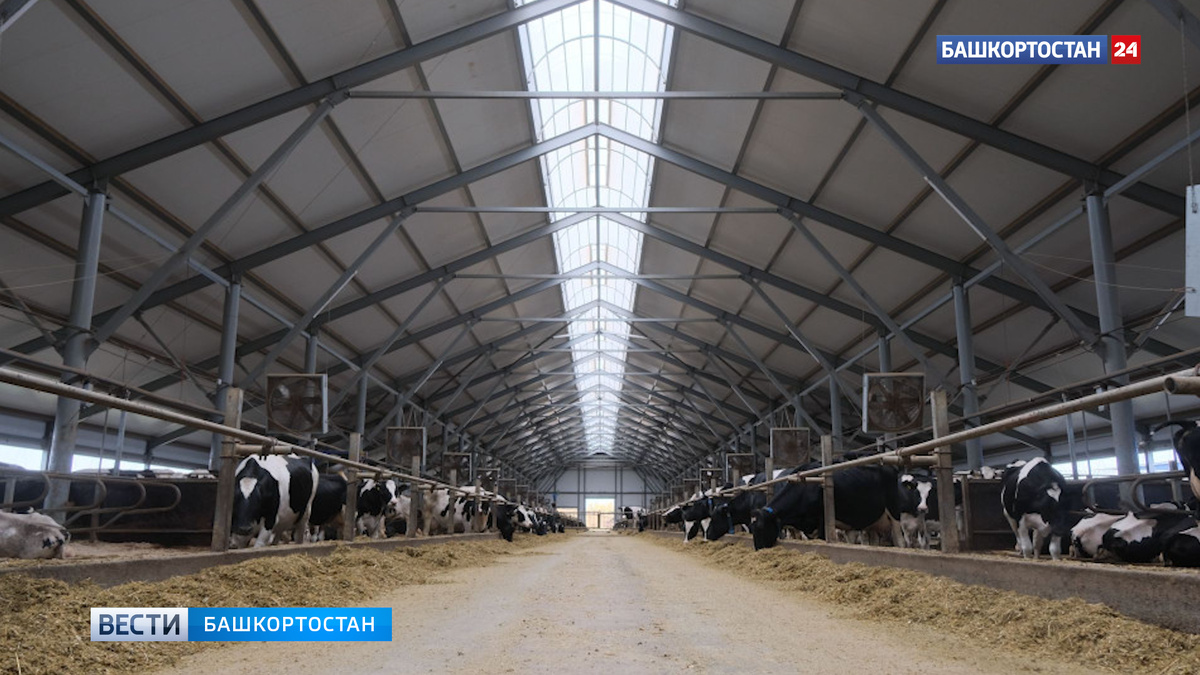    В Башкирии заработают пять технологичных мегаферм