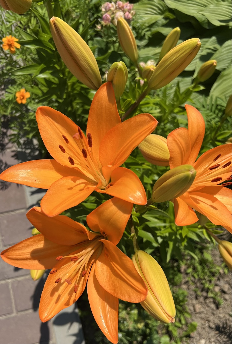 Распускаются лилии, жаль, что бледно розовые у меня не перезимовали, видимо.