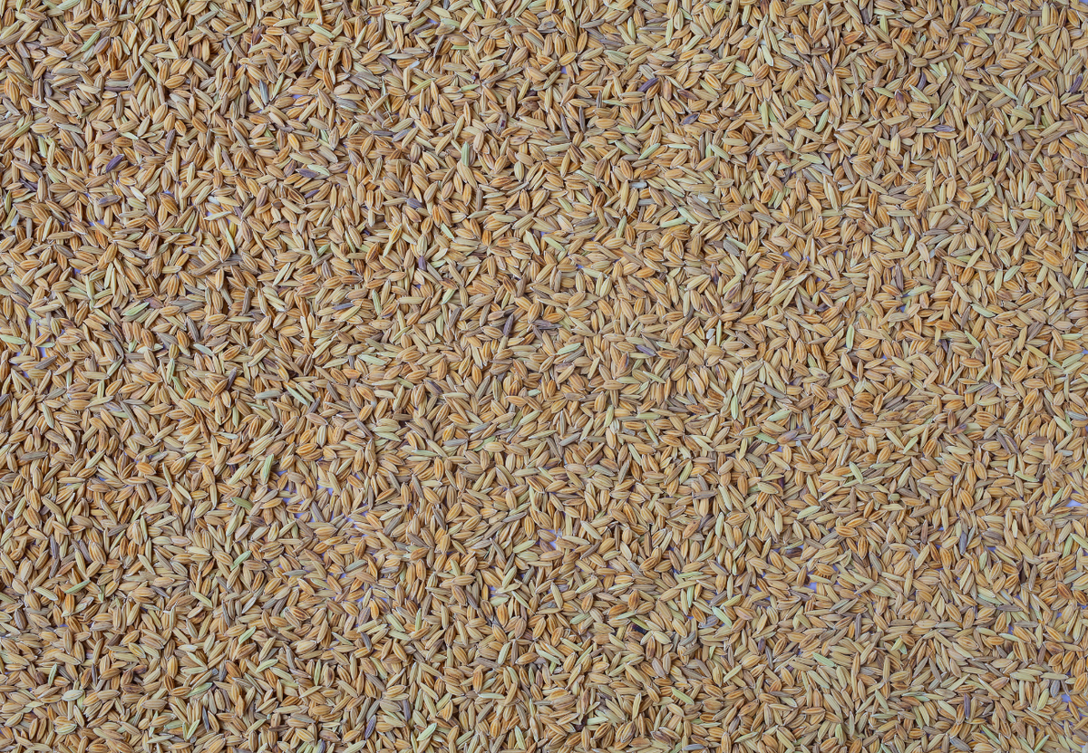 Специальная смесь гозонных семян для укрепления склонов от производителя Сила Суздаля