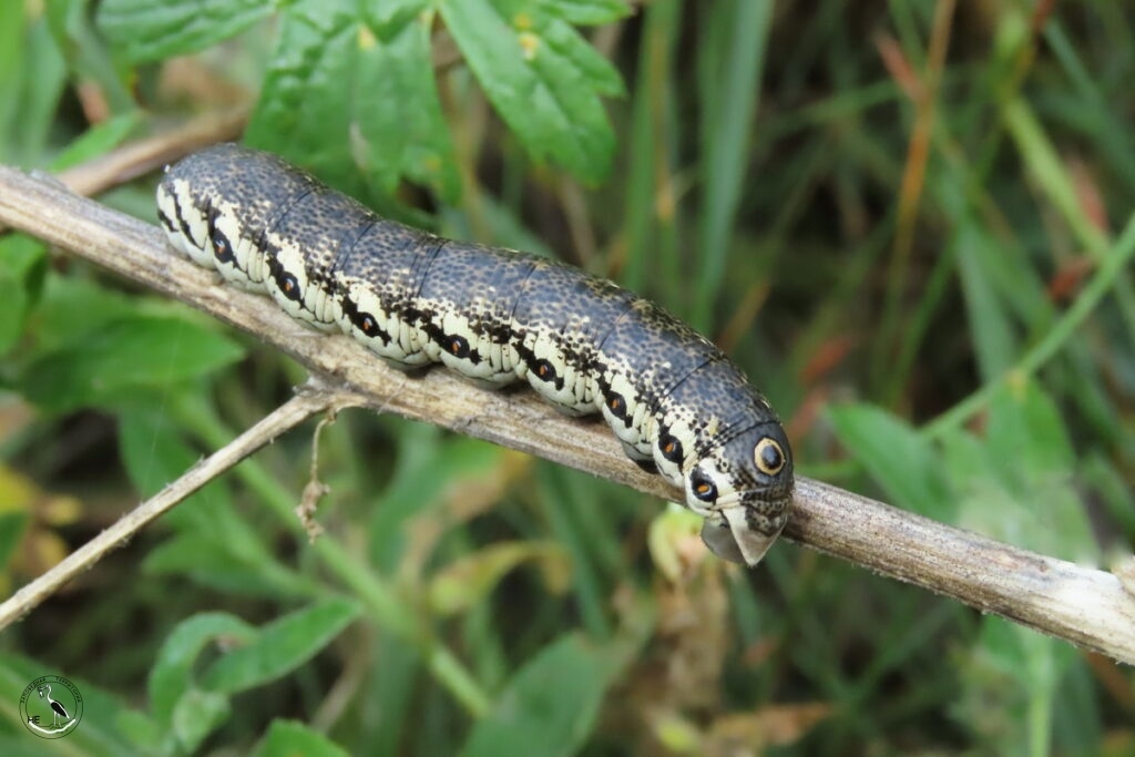     Змеиный глаз бразника прозерпины. 08.07.2025 Анна Власова
