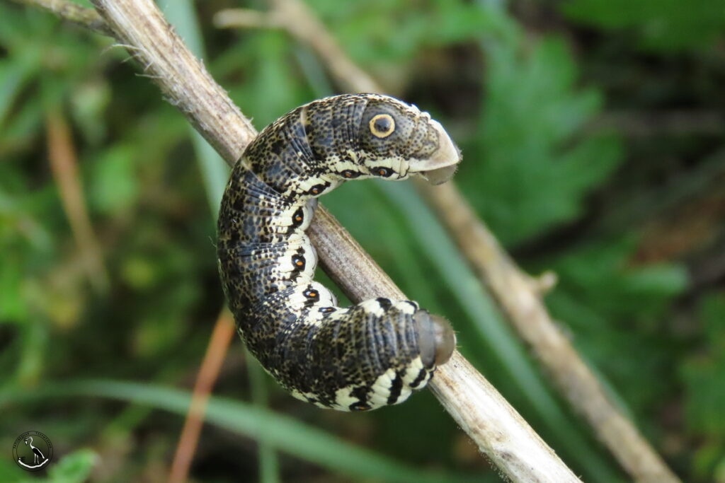     Гусеница (бражник прозерпина или зубокрылый), 08.07.25 Анна Власова