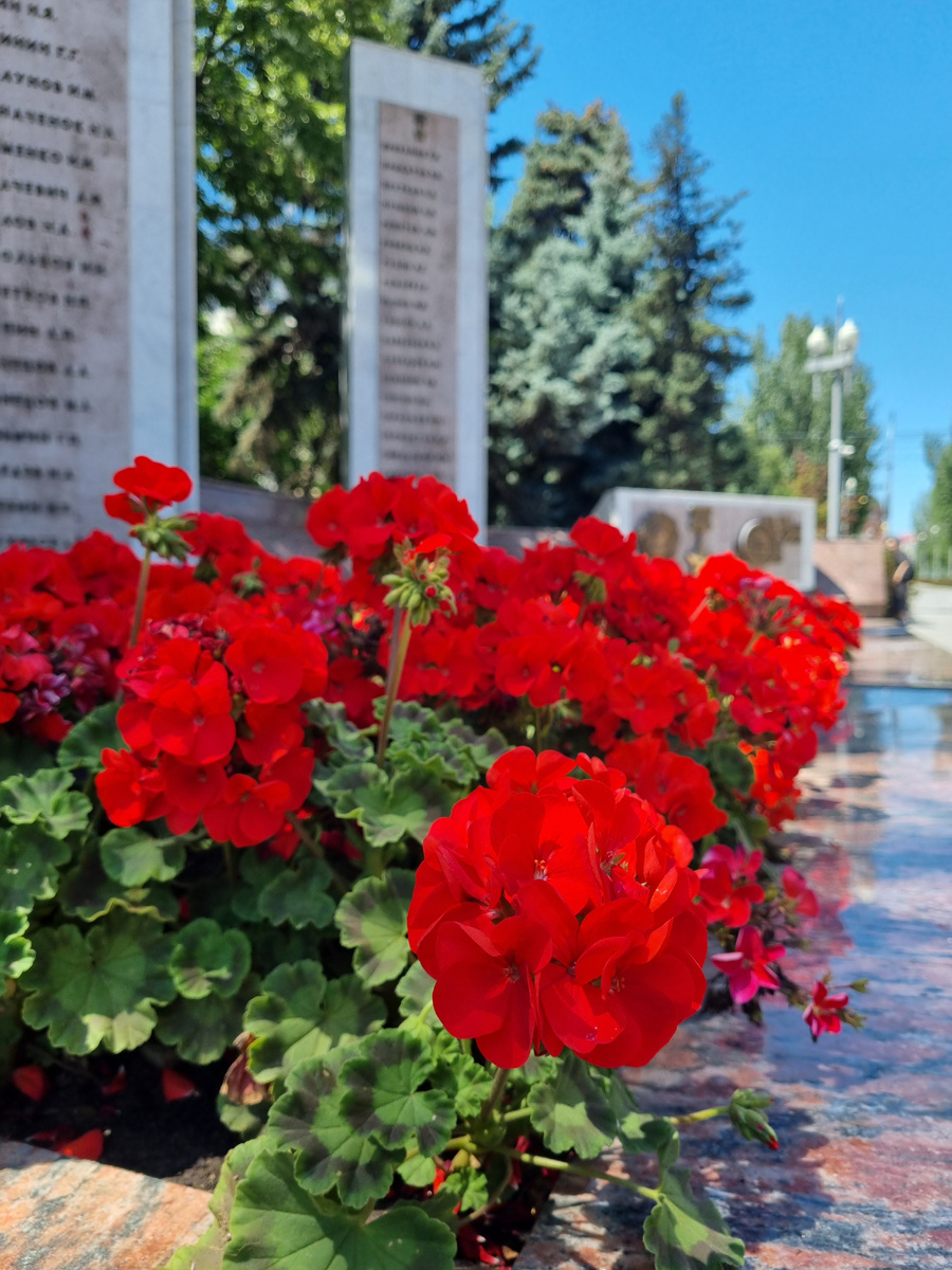 К@пли кр0ви алой пеларгонии здесь везде. Фото: Зеленая леди, сад, семья и томатный сок 