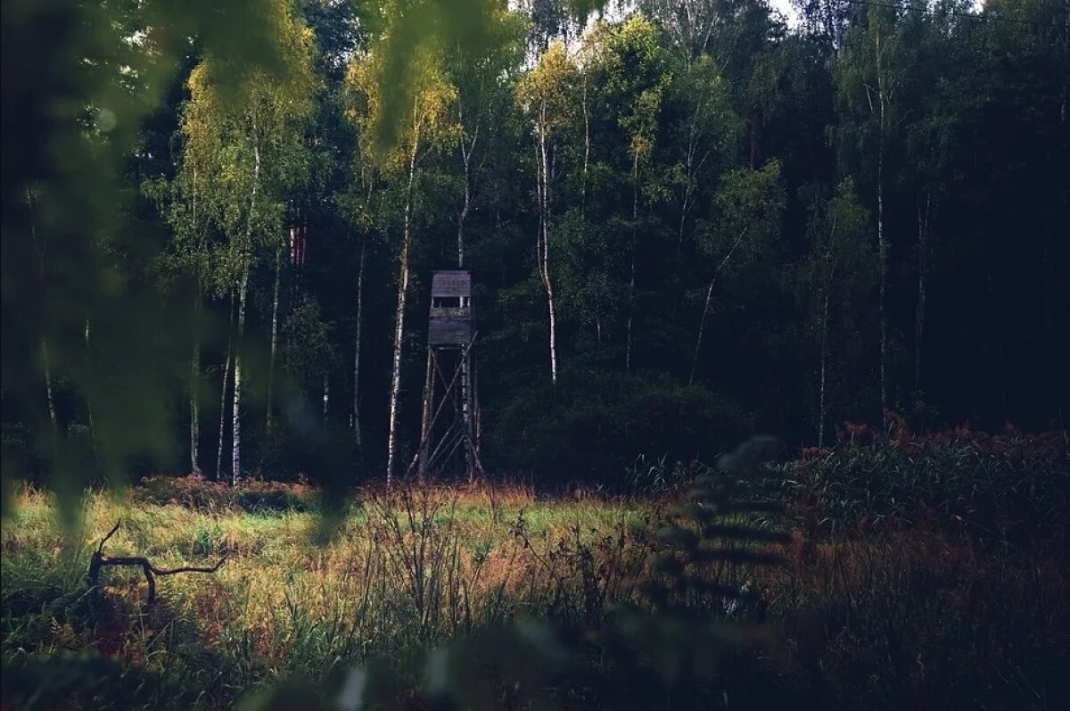    Из состава Самарского лесничества планируют вывести участок площадью 1,2 га