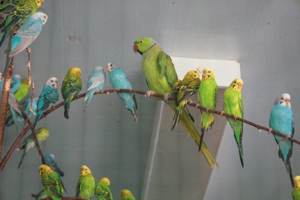    Фото: Костромская ГСХА (КГСХА)