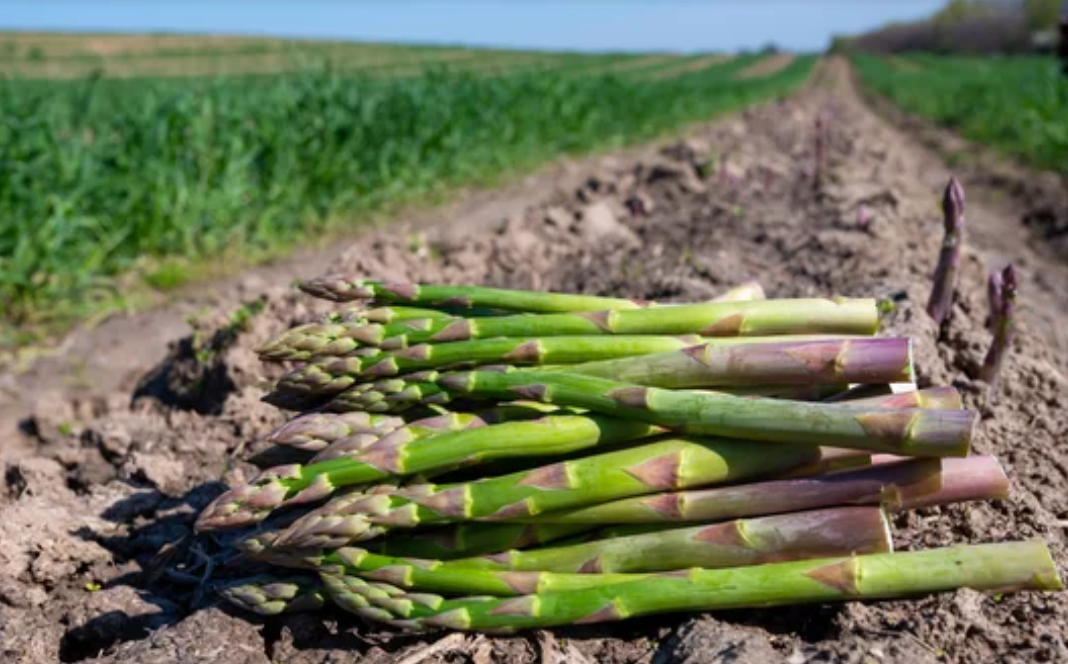 спаржа выращивание