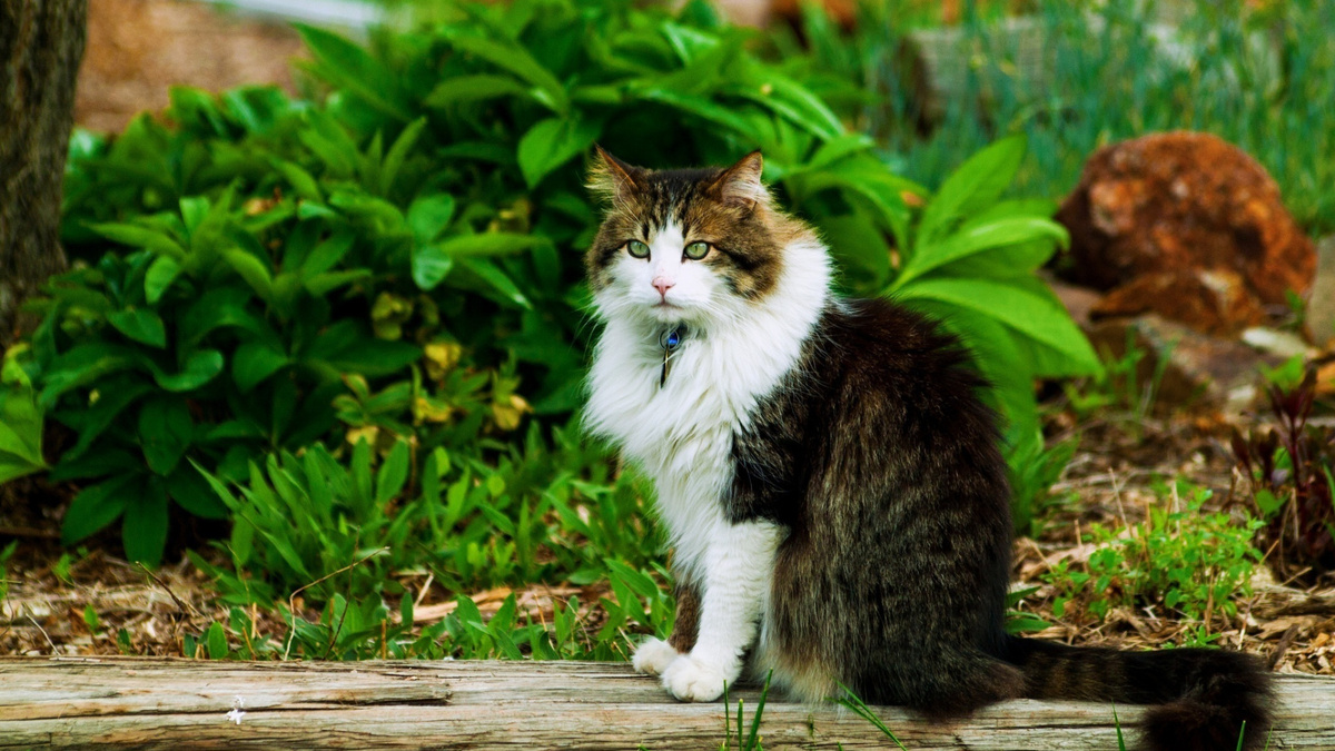 Фото с сайта: https://avto.goodfon.com/download/kot-koshka-sidit-leto-zelen/1920x1080/