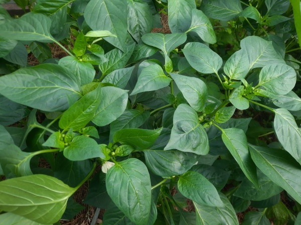 Растение очень густое