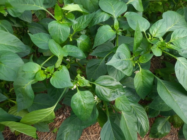 Растение осветлилось, раскрылось