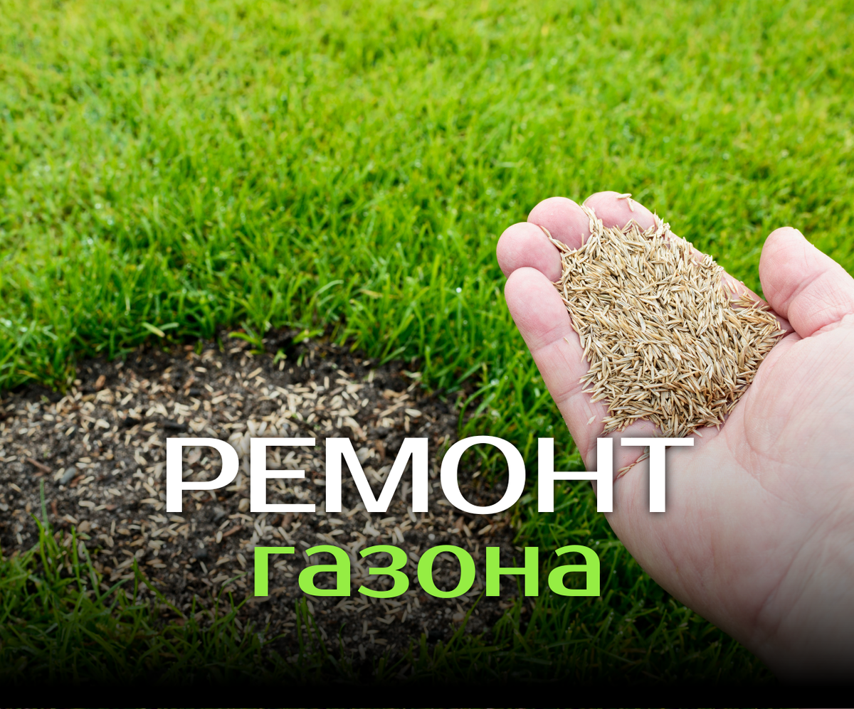 Проплешены на газоне