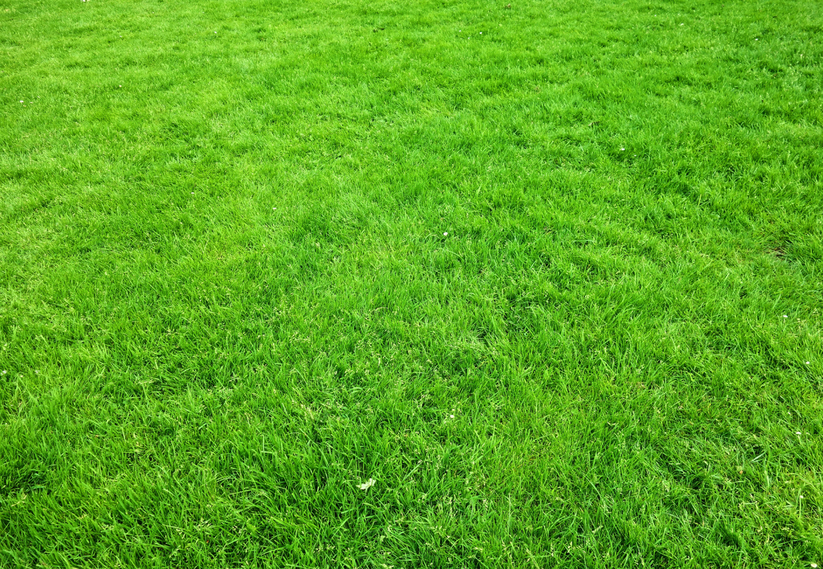 как поддерживать газон в идеальном состоянии