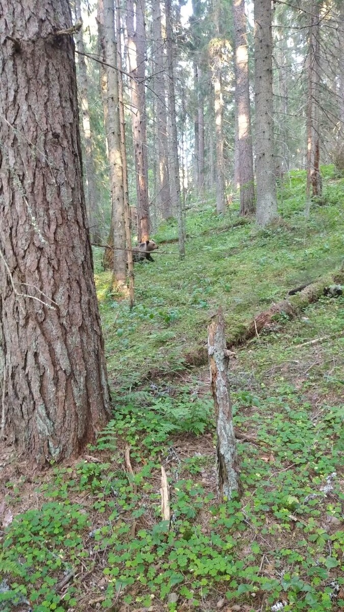 Мишка которого встретил мой друг