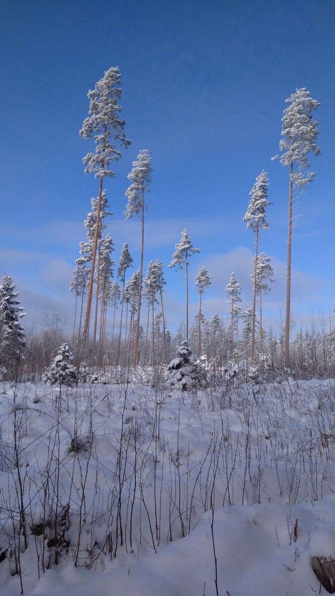 Природа в дали от людей