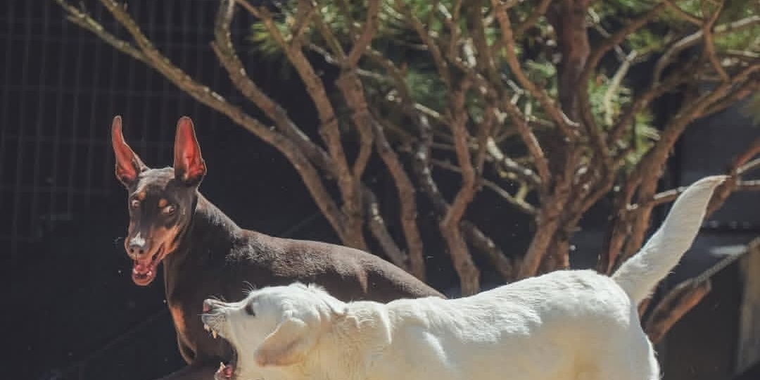 Знакомьтесь: Бам - питомец Чон Чонгука из BTS. Его аккаунт/страница в запрещённой соцсети.