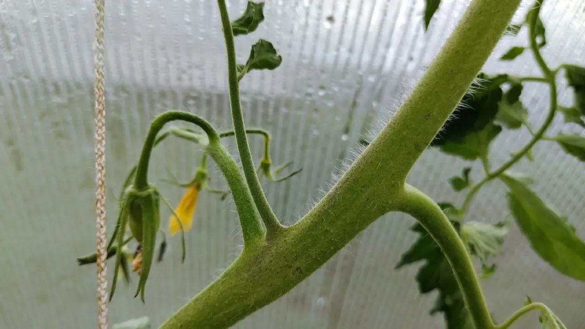 Яндекс картинки