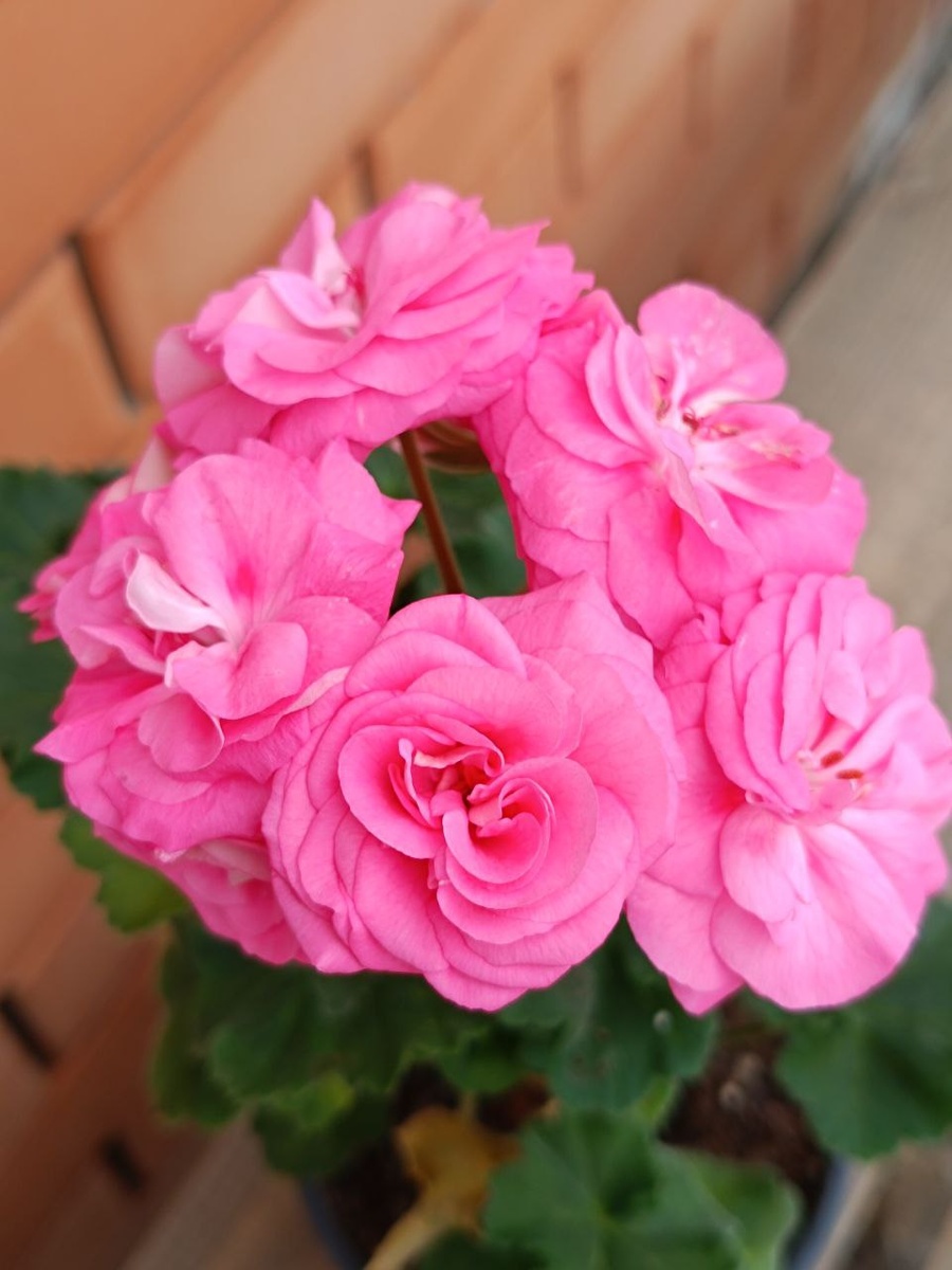 Пеларгония ТА Майская Роза