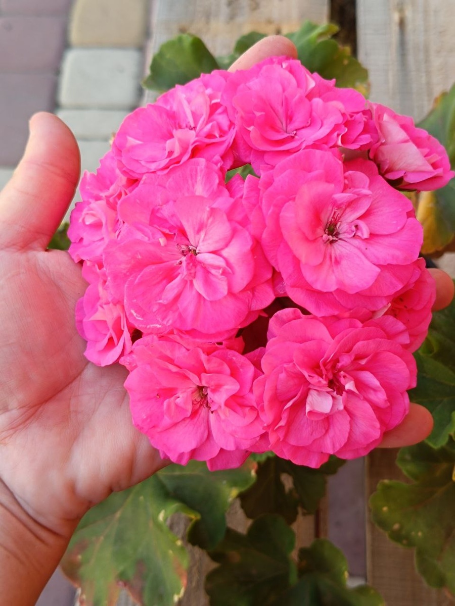 ТА Майская Роза