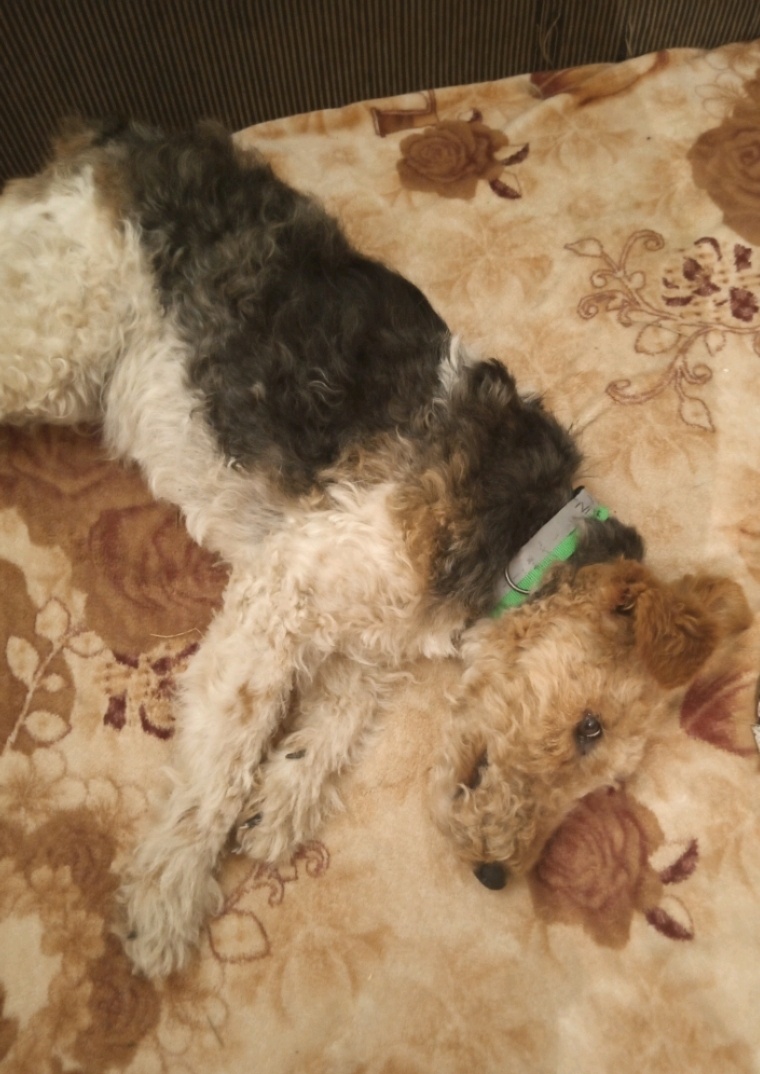 Фото моё, Нюша отдыхает.