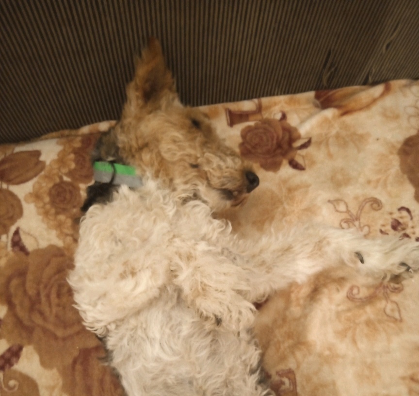 Поставляет пузико для почесушек. 🙂Фото моё.