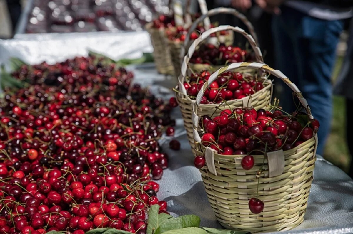    В Крыму, по словам министра сельского хозяйства Дениса Кратюка, урожайность черешни стала на 15-20% ниже прошлогодней.