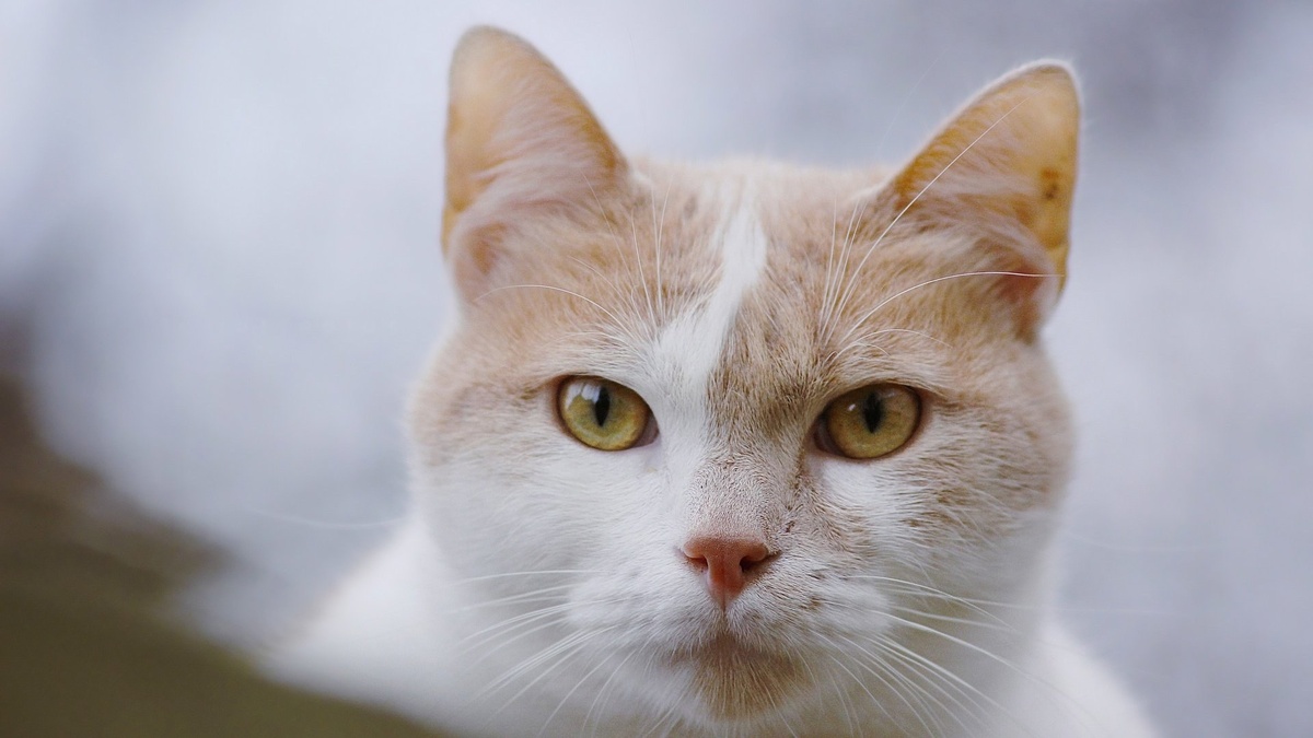 Фото с ссайта: https://7fon.club/38209-morda-kota.html