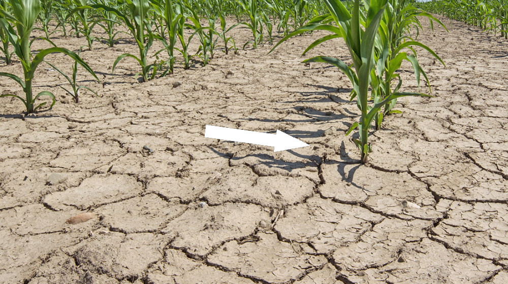    Россия в огне почему засухи стали новой нормой