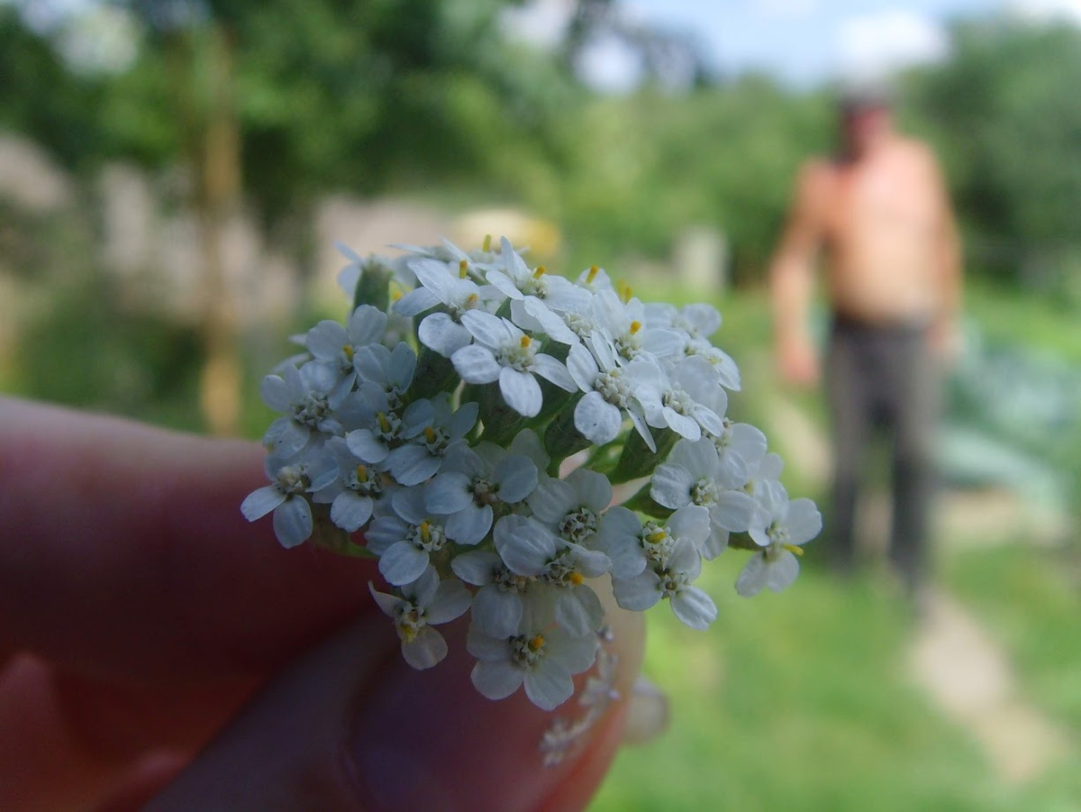 Летние полевые цветы на нашей даче, а на фоне идёт мой дедулькин.