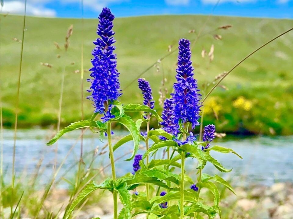    Высокогорное лето Алтайского заповедника. Источник: Роман и Татьяна Воробьевы