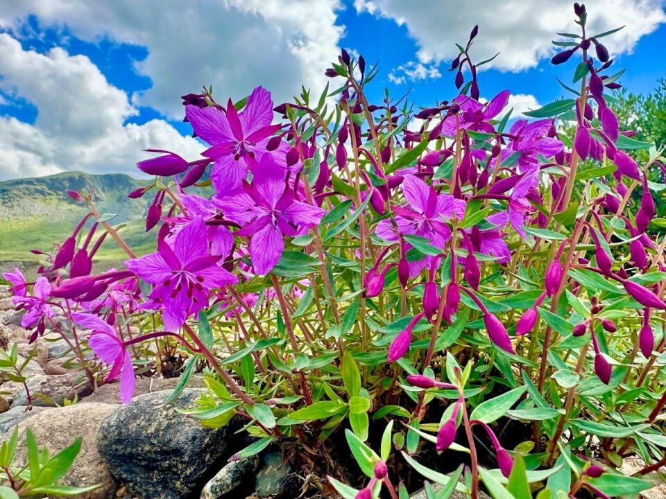    Высокогорное лето Алтайского заповедника. Источник: Роман и Татьяна Воробьевы