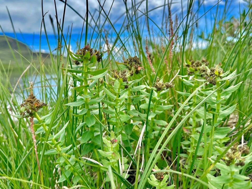    Высокогорное лето Алтайского заповедника. Источник: Роман и Татьяна Воробьевы