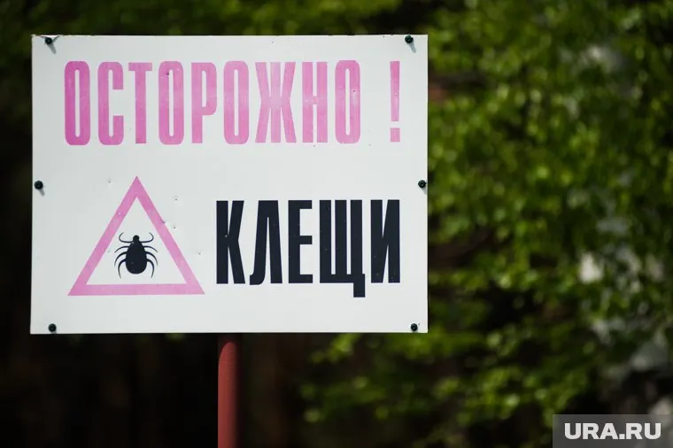 Причиной всему распространение опасного лугового клеща
Фото: Анна Майорова © URA.RU