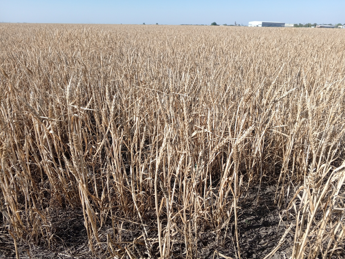 Пшеничное поле. Фото авторов