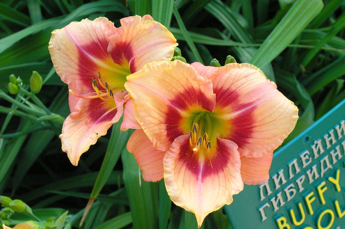 Лилейники
Фото: Ирина Улановская