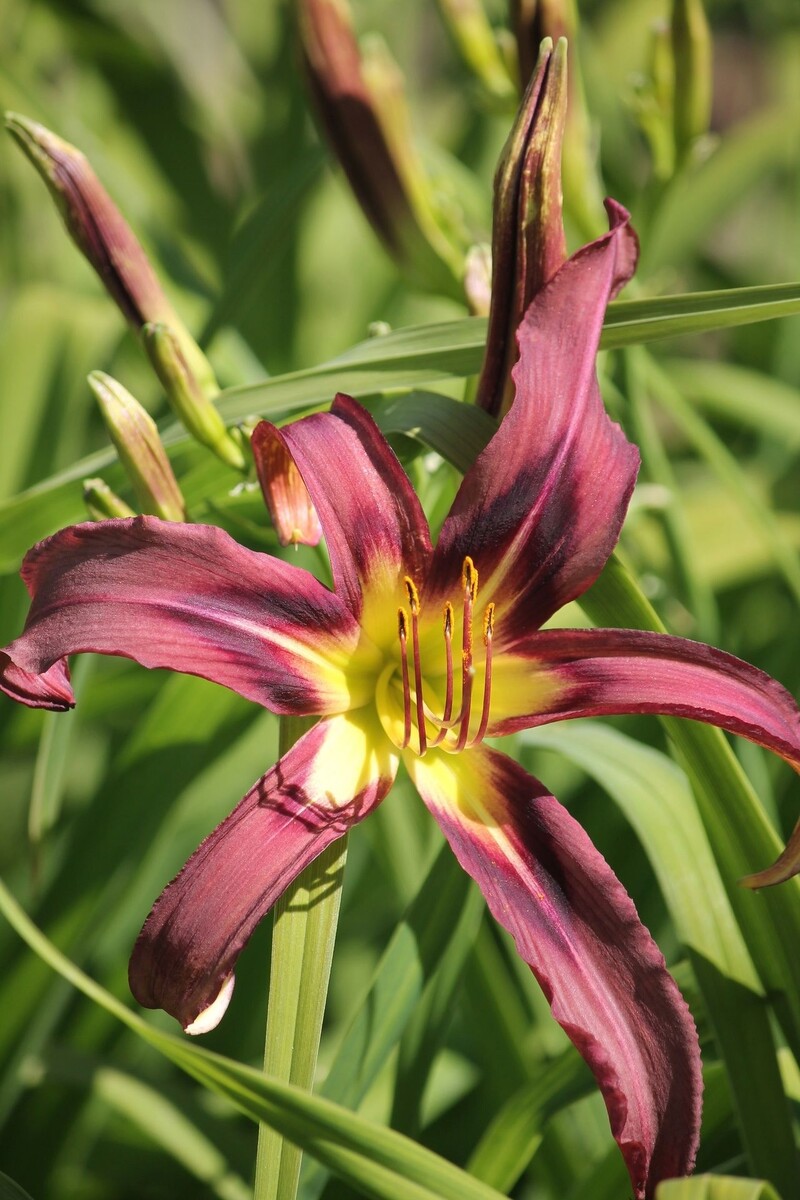 Лилейник
Фото: Наталия Богуславская