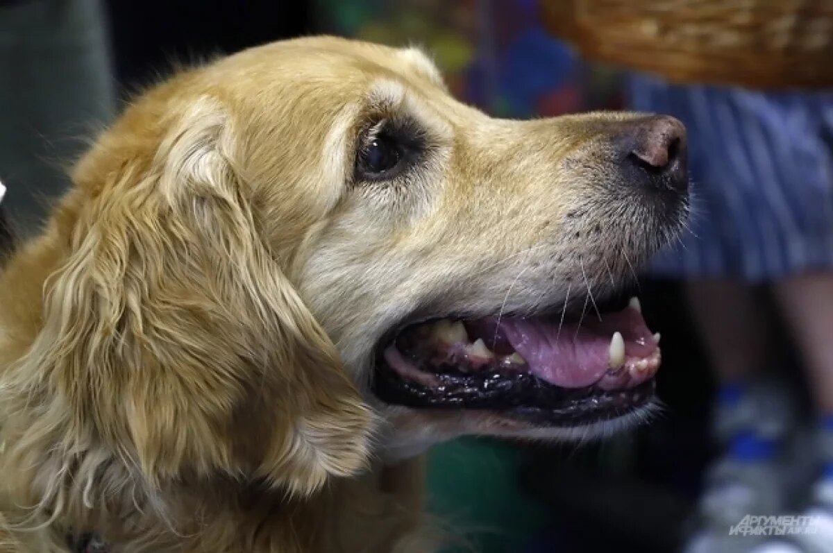    Бастрыкин взял на контроль ростовское дело о нападении бездомных собак