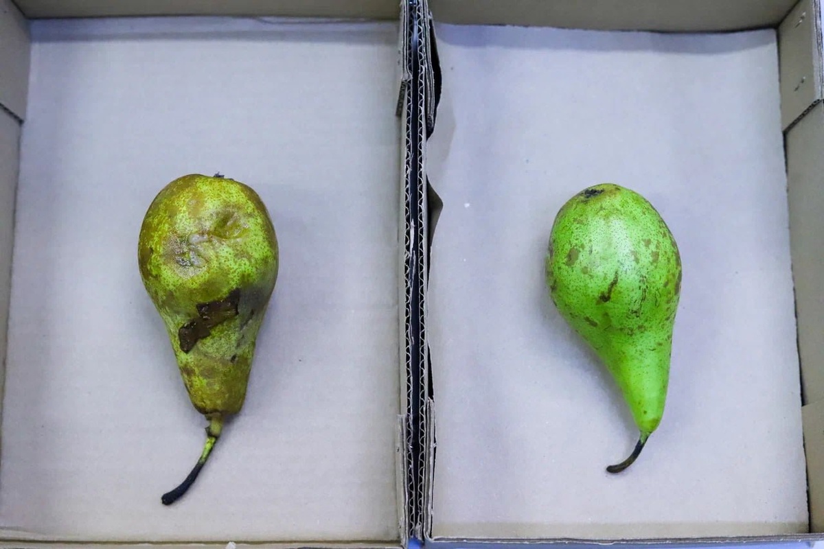 Эксперимент с фруктами: учёные положили одну грушу в обработанную раствором коллоидного серебра коробку, а другую — в обычную. Хранили в одинаковых условиях несколько дней. Фрукт, хранившийся в обычной упаковке, испортился. Груша, находившаяся в обработанной упаковке, сохранилась отлично.