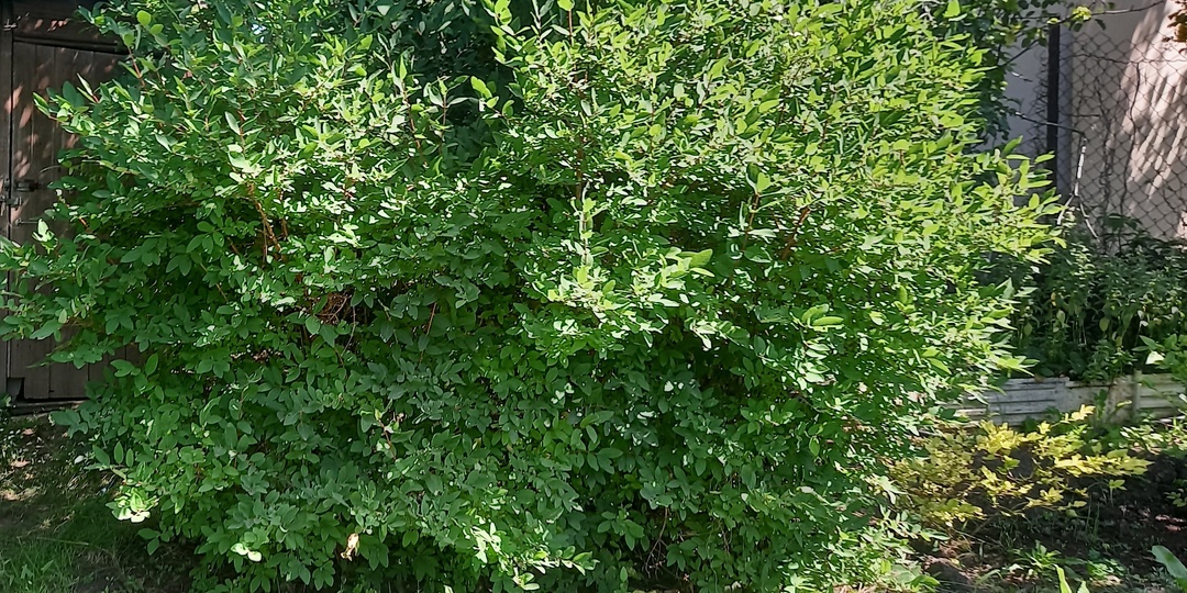 Жимолость: обрезка и омоложение. Показываю на фото, как это сделать. Не прозевайте будущий урожай