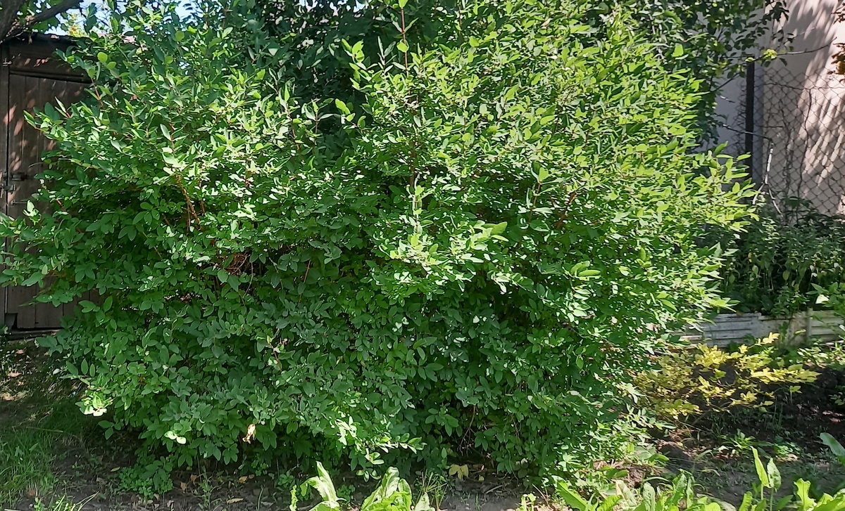 эти 2 куста, растущих у меня на отшибе, пора и обрезать, и омолаживать.