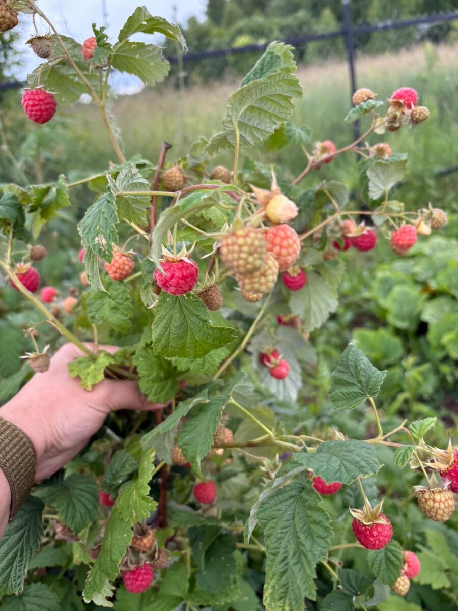 Урожай малины в этом году богатый