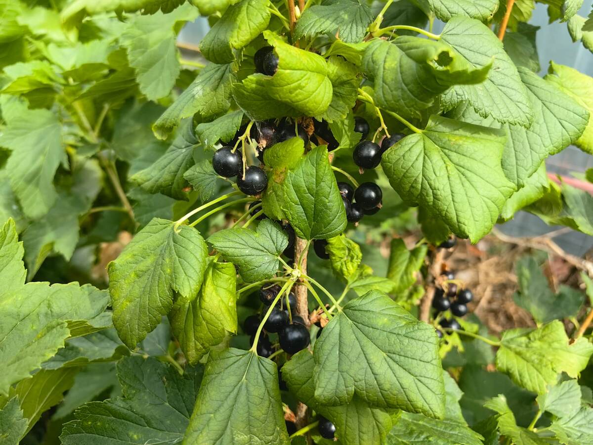 Куст смородины. Фото автора