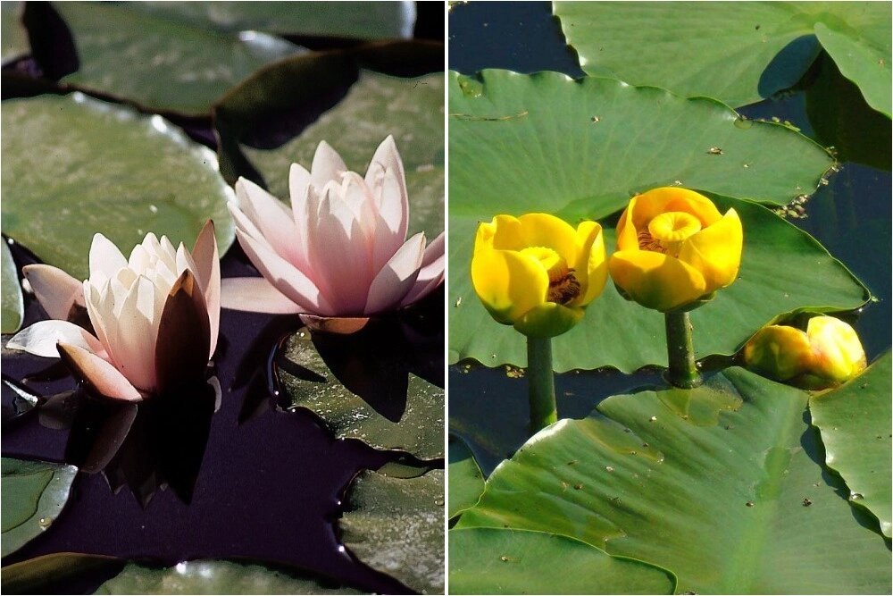    Крупные, одиночные цветы - кувшинки; кубышка жёлтая — многолетнее водное растение семейства кувшинковых. Фото: Коллаж АиФ