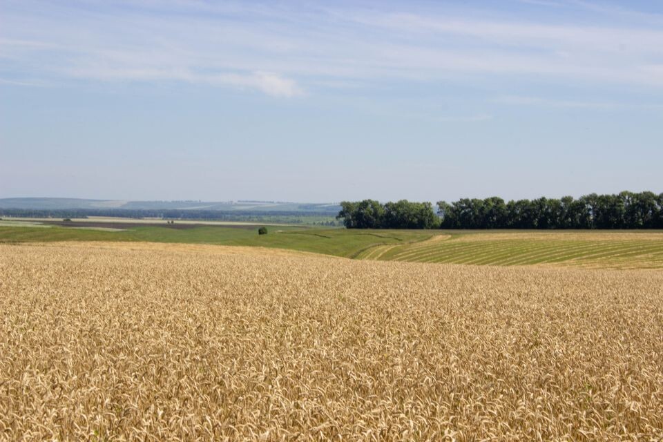    Поле. Урожай. Пшеница. Источник: Евгения Родочинская
