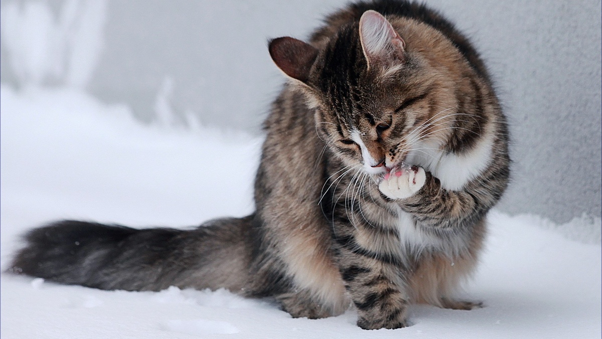 Фото с сайта: https://koshka.top/7038-koshka-topchet-lapkami.html