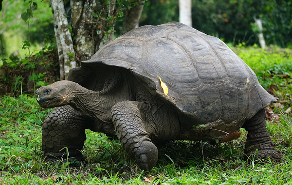   Галапагосская черепаха  tonimunozcasas/Shutterstock/FOTODOM