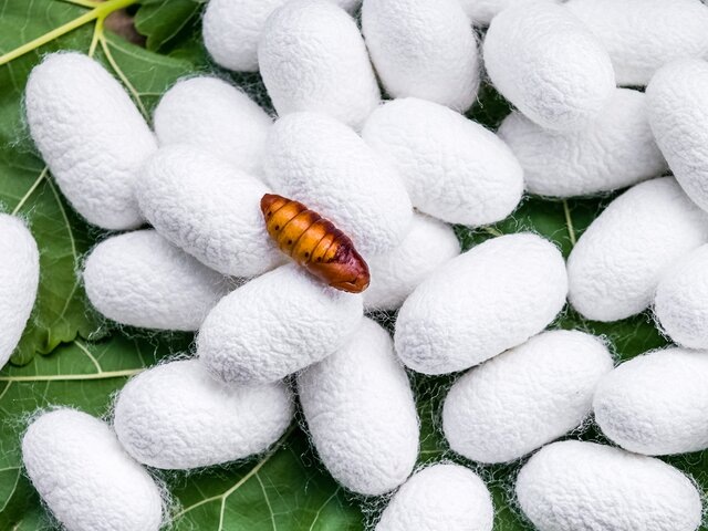    Фото: 123RF/naramit