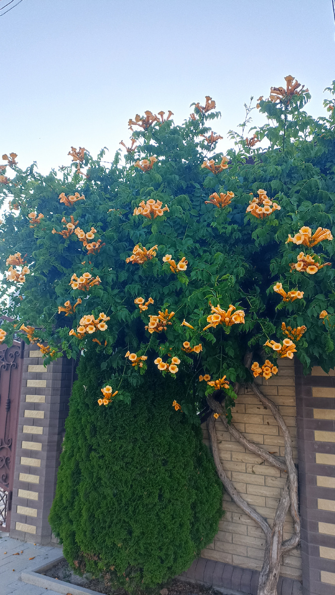 Бигнония укореняющаяся (научное название - кампсис укореняющийся)