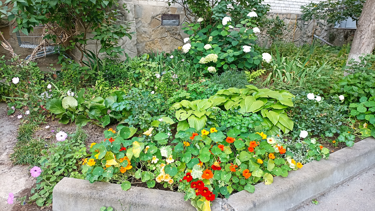 одна из многочисленных клумб в Анапе