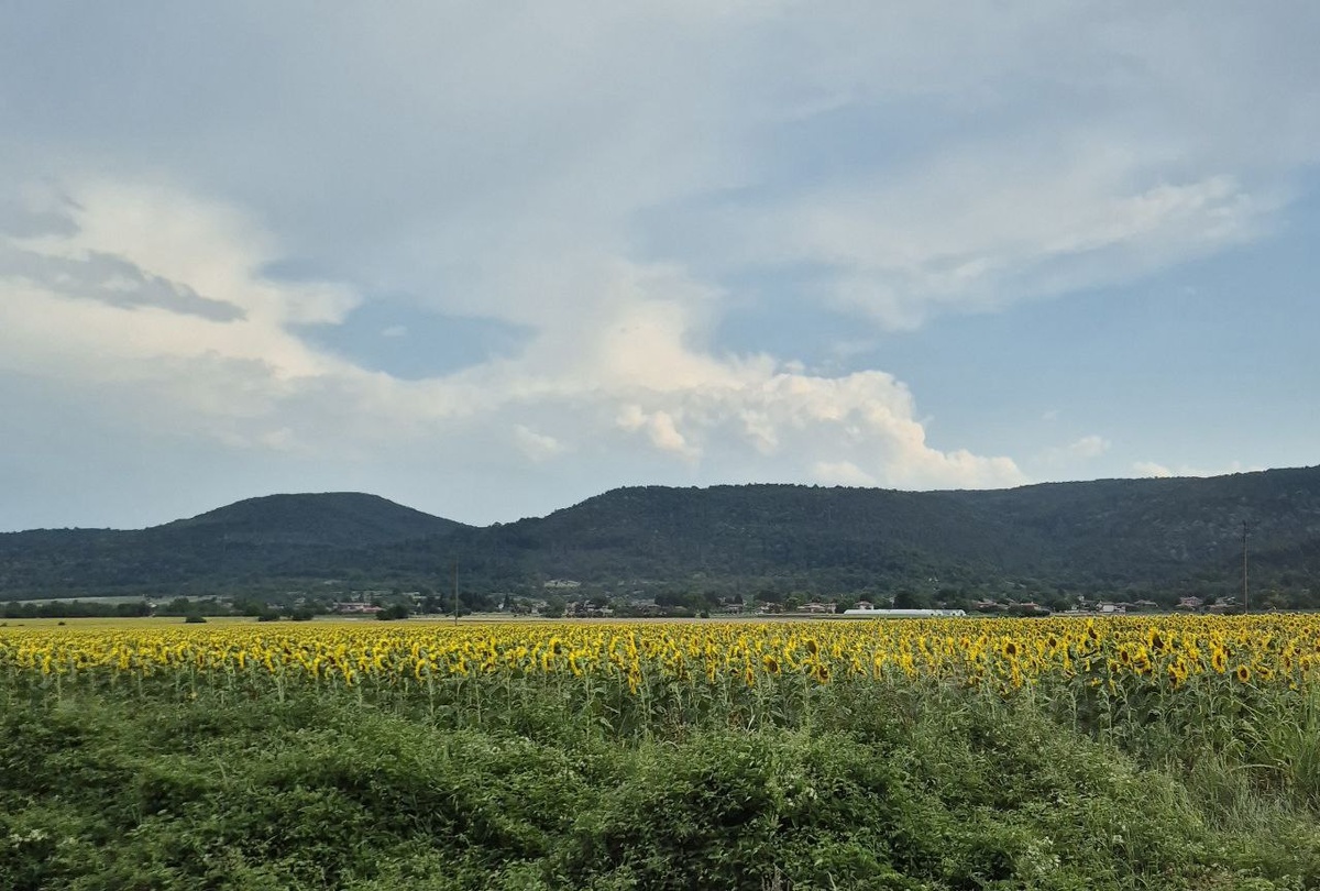 Бескрайние подсолнуховые поля вокруг соседнего городка.