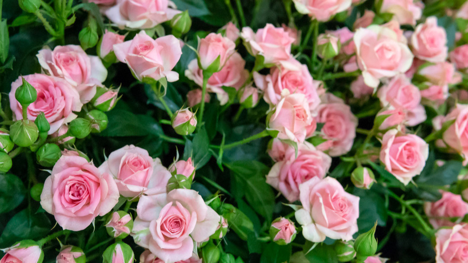 Вношу фосфорно-калийные удобрения розам между волнами цветения. 18 кустов дают бутоны до сентября без перерыва